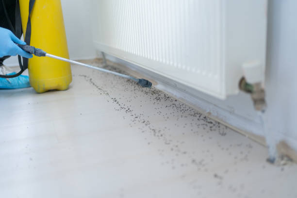 Best Affordable Pest Control Services  in University, MS